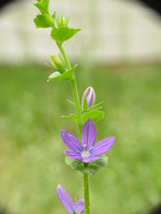 Triodanis biflora