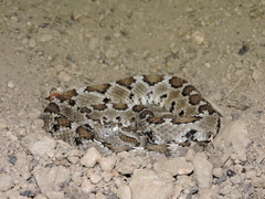 Crotalus enyo