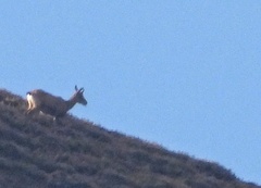 Rupicapra pyrenaica parva