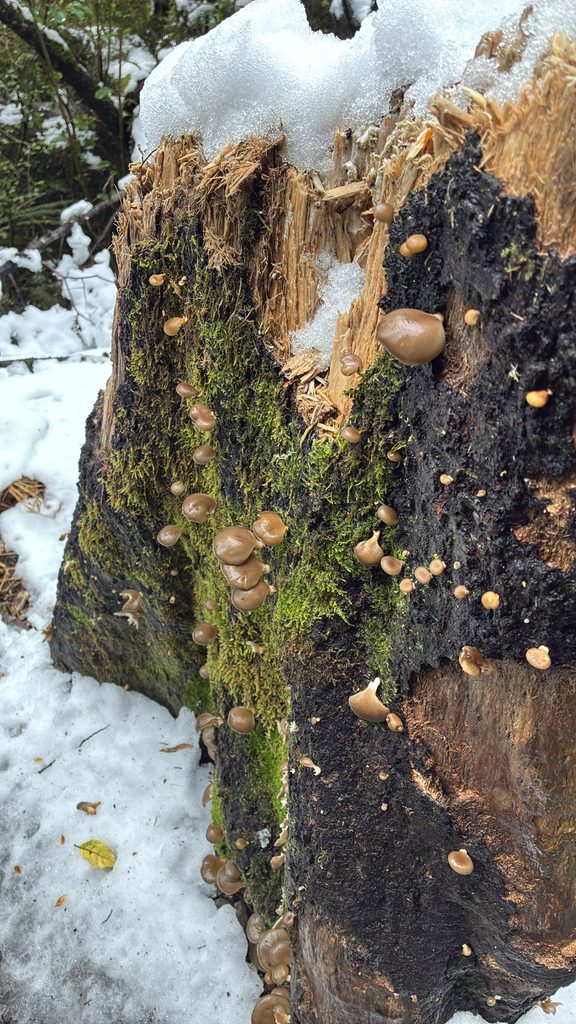 Pleurotus purpureo-olivaceus · June 2025 · photo: © jennysaito (iNaturalist, cc-by)