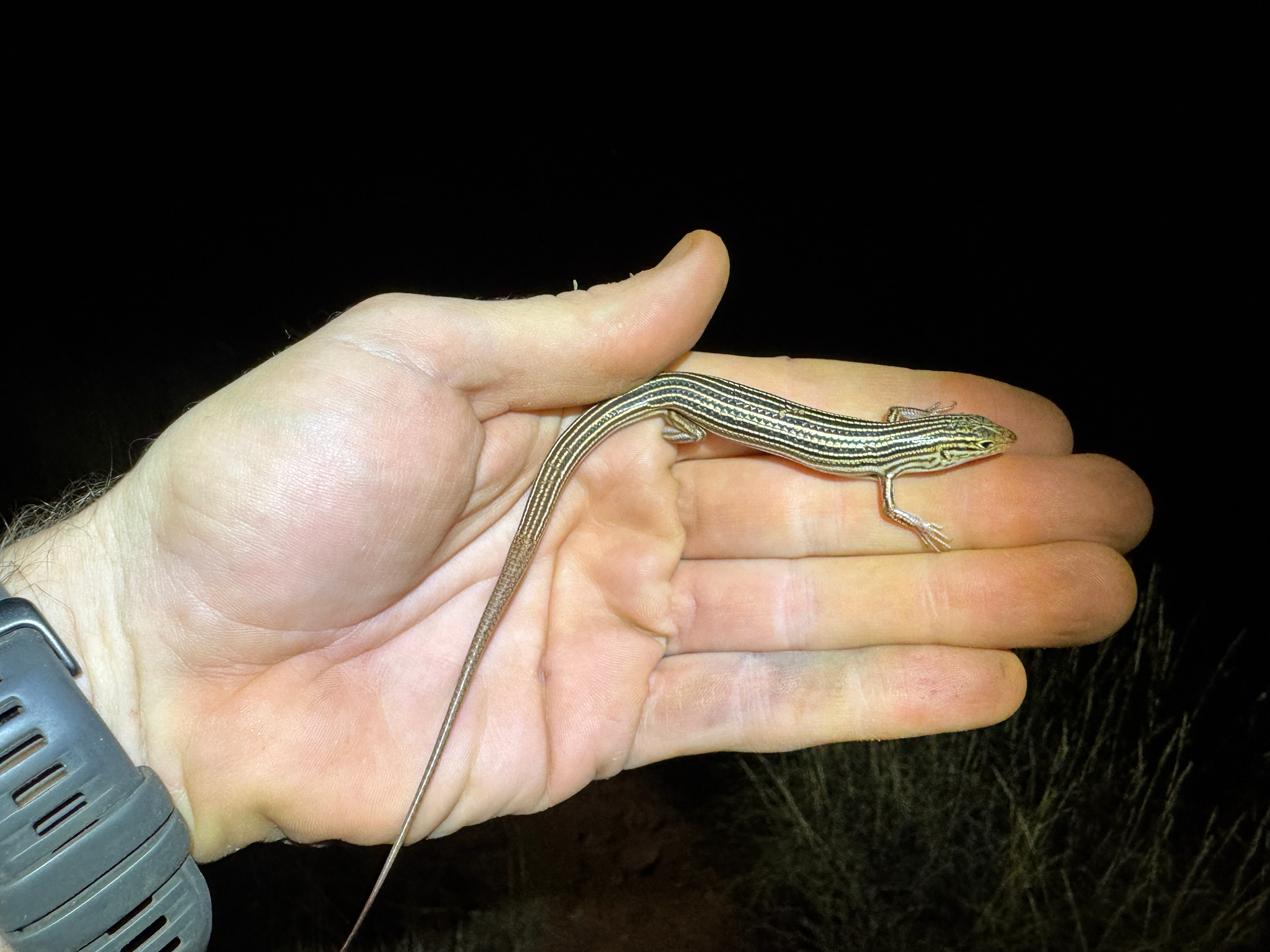 North West Cape Ctenotus photo 3