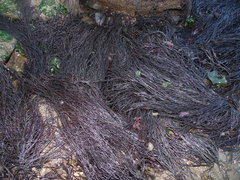 Gracilaria chilensis