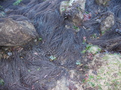 Gracilaria chilensis