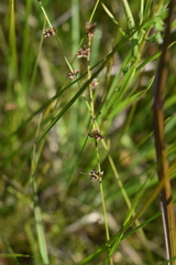 Scleria verticillata