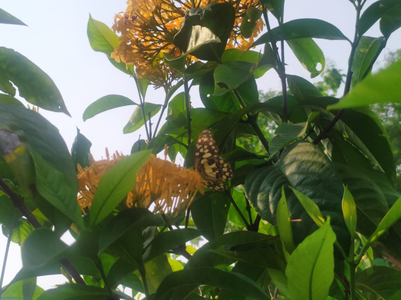 Lime Swallowtail