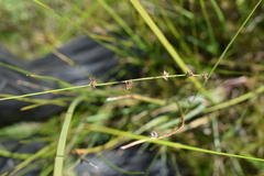 Scleria verticillata
