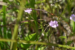 Agalinis skinneriana
