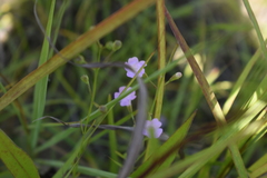 Agalinis skinneriana