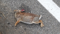 Sylvilagus floridanus