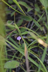 Agalinis skinneriana