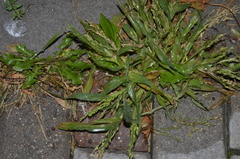 Panicum miliaceum ruderale