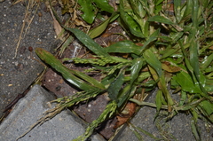 Panicum miliaceum ruderale