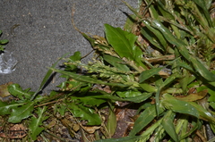 Panicum miliaceum ruderale