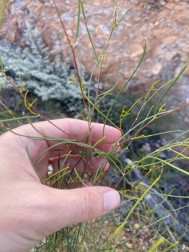 Acacia tenuissima, 2025-06-08