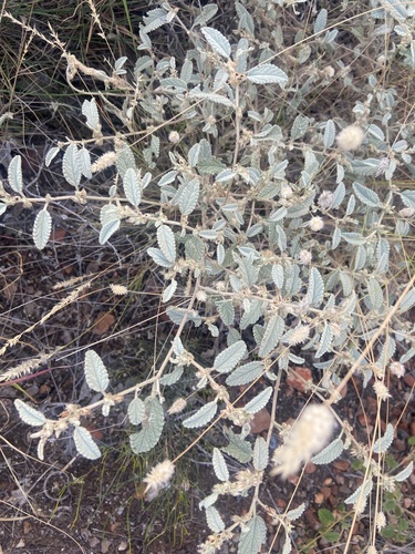 Corchorus sericeus, 2025-06-08