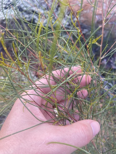 Acacia tenuissima, 2025-06-08