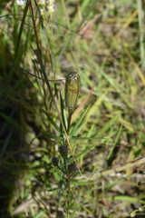 Lilium philadelphicum