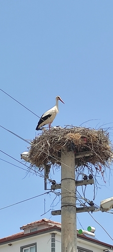 White Stork