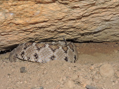 Crotalus enyo