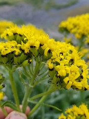 Senecio atratus
