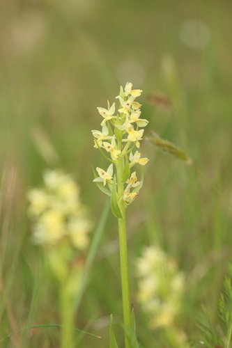 Island Marsh Orchid (Dactylorhiza insularis)