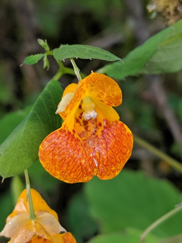 Impatiens X pacifica