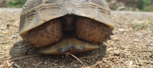 Greek Tortoise