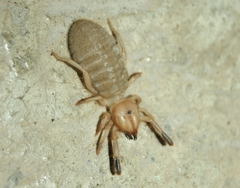 Eremobatinae