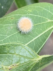 Celticecis pubescens