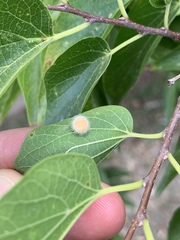 Celticecis pubescens