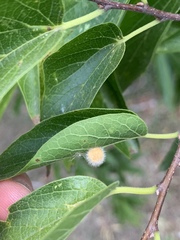 Celticecis pubescens