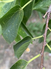 Celticecis pubescens