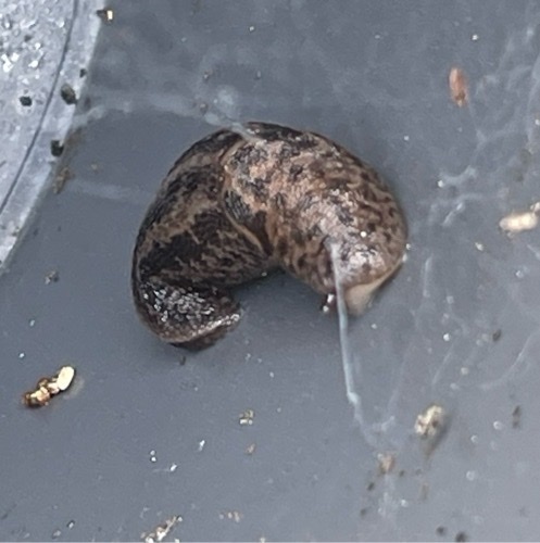 Limax maximus
