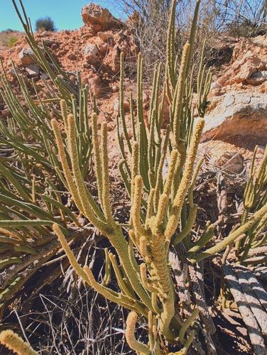Lawrencia helmsii, 2025-06-07