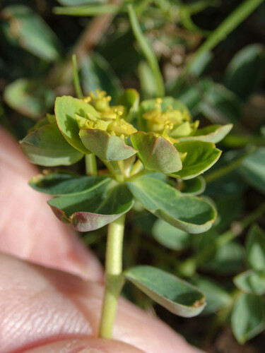 Euphorbia flavicoma (Euphorbia flavicoma)