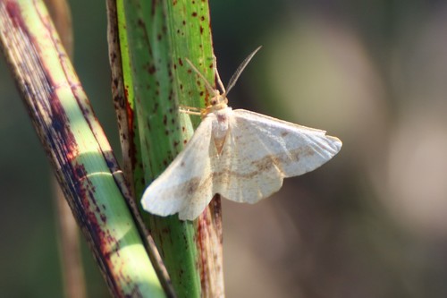 Isturgia arenacearia