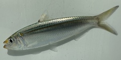 Goldstripe Sardinella photo 1