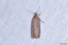 Agonopterix heracliana