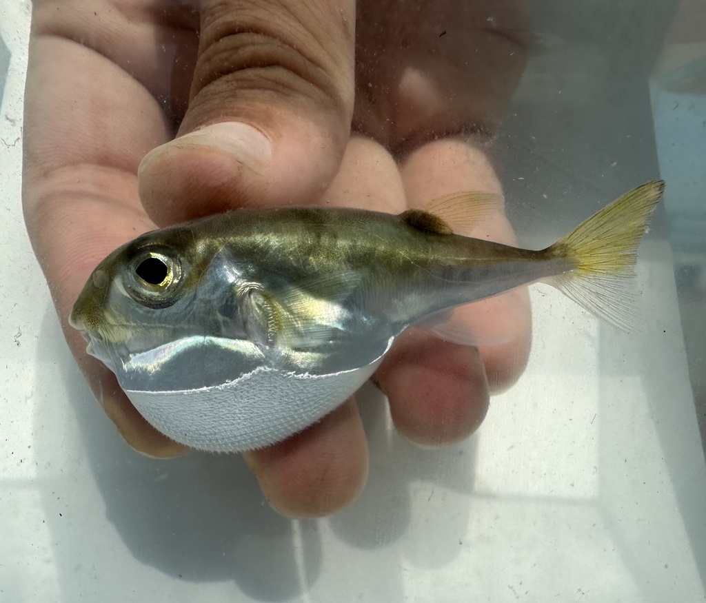 Lunartail Puffer