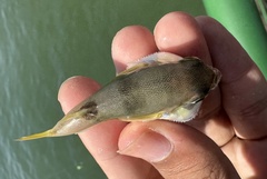 Lunartail Puffer photo 4