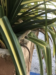 Leiocephalus