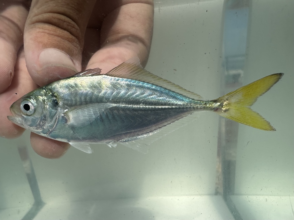 Shrimp Scad