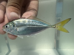 Shrimp Scad photo 1