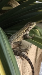 Leiocephalus