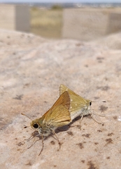 Hesperia leonardus pawnee