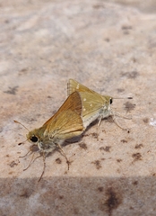 Hesperia leonardus pawnee