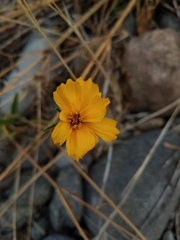 Oenothera elata hirsutissima