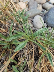 Oenothera elata hirsutissima