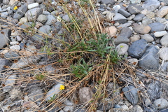 Oenothera elata hirsutissima