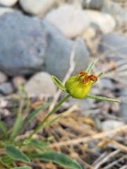 Oenothera elata hirsutissima
